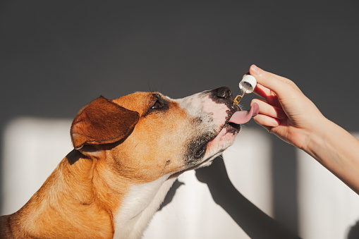 CBD Mobility Chews For Dogs